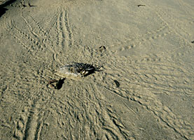 オカヤドカリの歩いた痕とハリセンボンの死骸