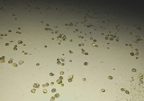 砂浜を埋め尽すオカヤドカリの群れ