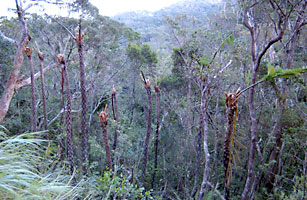 台風で葉の落ちたヒカゲヘゴ
