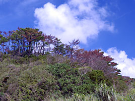 松枯れ病で枯れたリュウキュウマツ