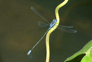 アオナガイトトンボ
