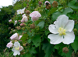 サキシマフヨウ