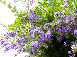 タイワンレンギョウ タイワンレンギョウ