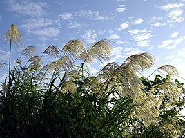 ススキの穂とうろこ雲 ススキの穂とうろこ雲