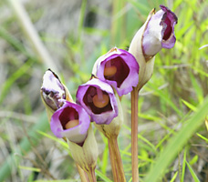 ナンバンギセルの花 ナンバンギセルの花