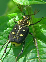 オオシマオオトラフコガネ黒色型