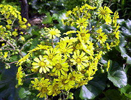 ツワブキの花 ツワブキの花
