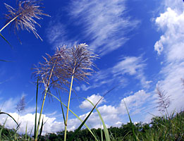 サトウキビの花穂と積乱雲？