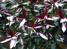 カナメの生け垣に積もった雪