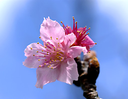 カンヒザクラ一輪