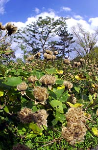 サキシマフヨウの実