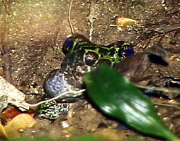 イシカワガエルの鳴いている瞬間