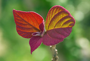 アカメガシワ芽吹き