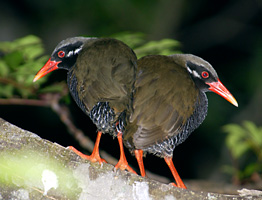寄り添うヤンバルクイナのペア