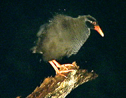 雨滴を払うヤンバルクイナ