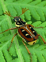 オオシマオオトラフコガネ褐色型