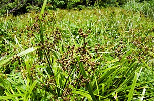 アブラガヤ群落