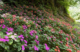 アフリカホウセンカ