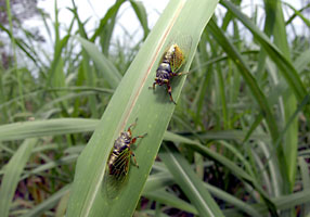 イワサキクサゼミ