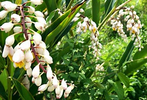 ゲットウ（サンニン)の花