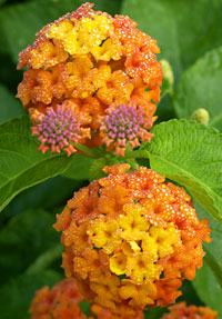 朝露に濡れるランタナの花