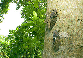 リュウキュウアブラゼミ