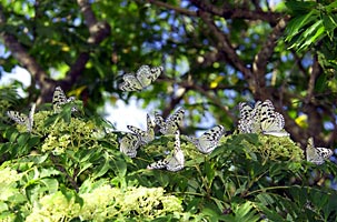 オオゴマダラの吸蜜集団