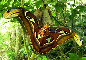 前夜羽化したヨナグニサンの雄