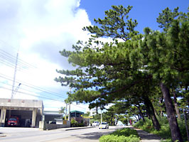 沖縄本島今帰仁村仲原馬場近く