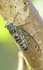 クロイワツクツク（左）とオオシマゼミ（右）