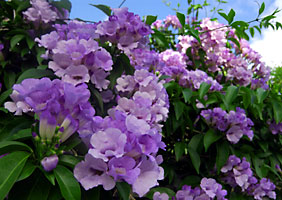 ニンニクカズラの花