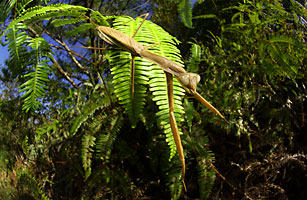 オキナワオオカマキリ雌成虫 オキナワオオカマキリ雌成虫