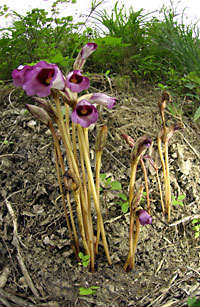ナンバンギセルの花 ナンバンギセルの花