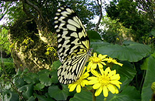 ツワブキに訪花にしたオオゴマダラ ツワブキに訪花にしたオオゴマダラ
