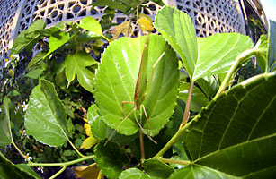 セスジツユムシ雄成虫 セスジツユムシ雄成虫