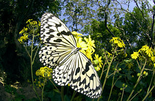 ツワブキに訪花したオオゴマダラ ツワブキに訪花したオオゴマダラ