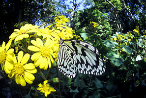 ツワブキに訪花したオオゴマダラ ツワブキに訪花したオオゴマダラ