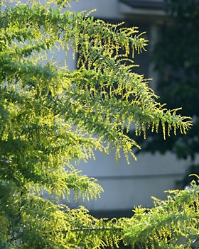 蕾の色付くミモザの枝