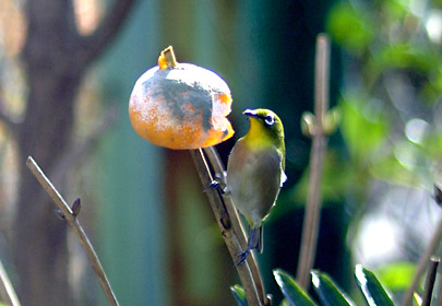ミカンを食べに来たメジロ