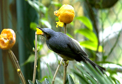 ミカンにやって来たヒヨドリ