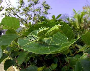 ハラビロカマキリ幼虫