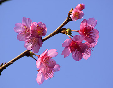 咲き始めたカンヒザクラ