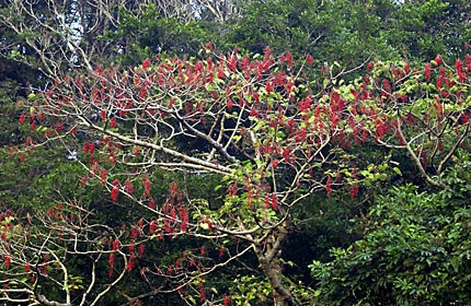 実をたわわに着けたイイギリ