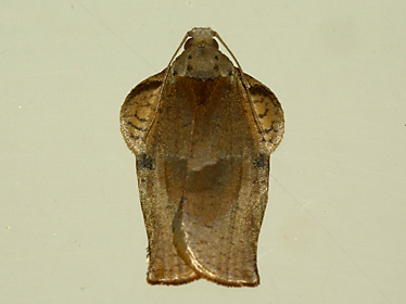 ハマキガの一種？