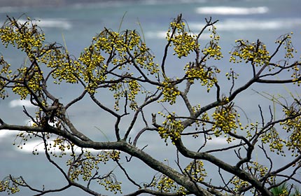 色付いたセンダンの実