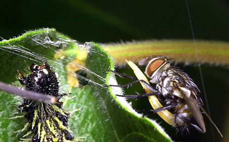 産卵しようとするホオヒゲハリバエの一種