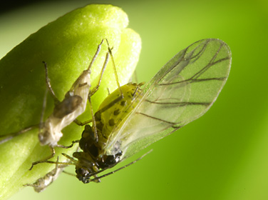 ニセダイコンアブラムシ有翅虫