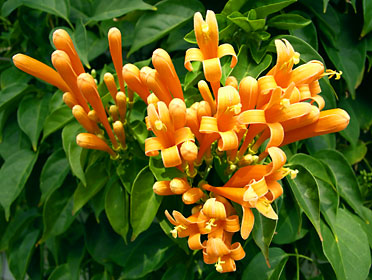 咲き始めたカエンカズラの花