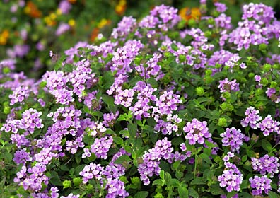 コバノランタナ