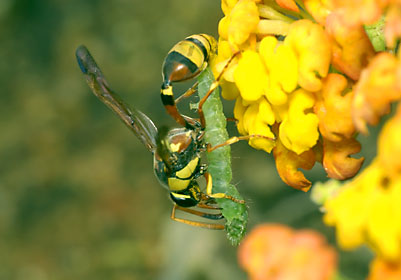 狩りをするクロスジスズバチ